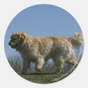 Golden Retriever Running 3 Runt Klistermärke
