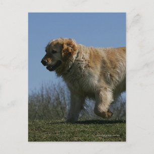 Golden Retriever Running 3 Vykort