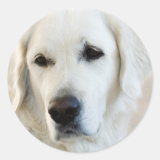 Golden Retriever Runt Klistermärke (Framsida)