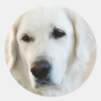 Golden Retriever Runt Klistermärke