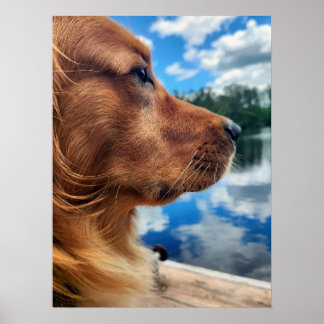 Golden Retriever Silhuett Affisch