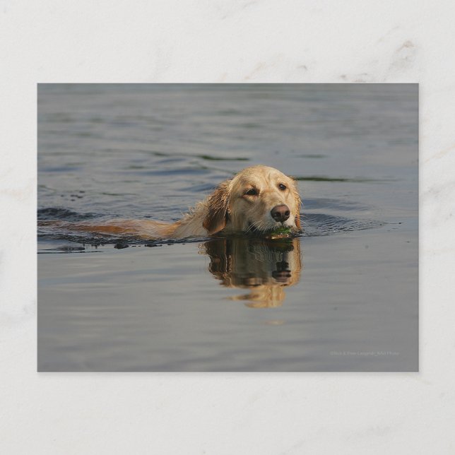 Golden Retriever Simmar Vykort (Framsida)