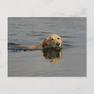 Golden Retriever Simmar Vykort