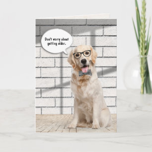 Golden Retriever ska bli äldre Kort