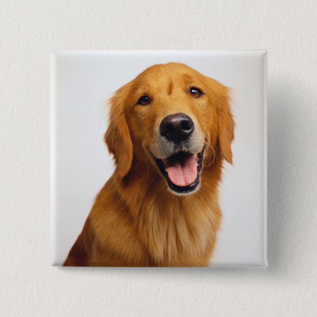 Golden Retriever Smile Knapp (Framsida)