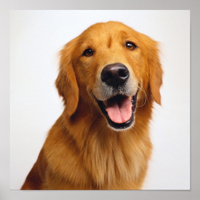 Golden Retriever Smile Poster (Framsidan)