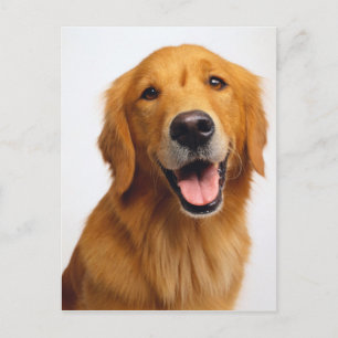 Golden Retriever Smile Vykort