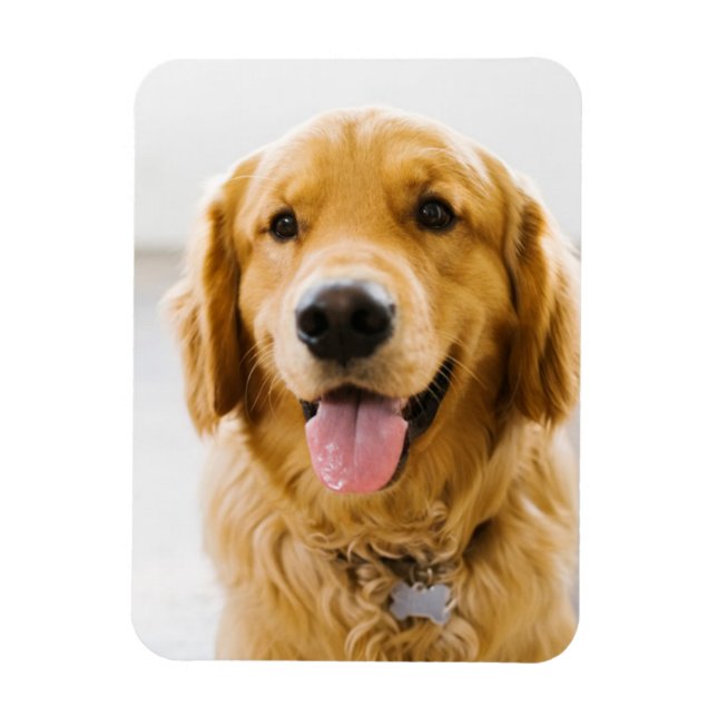 Golden Retriever Smiling Magnet (Vertikal)