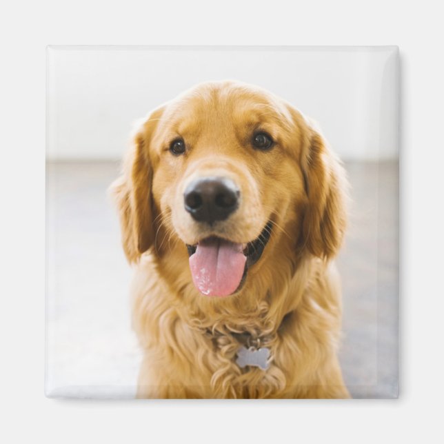 Golden Retriever Smiling Magnet (Framsidan)