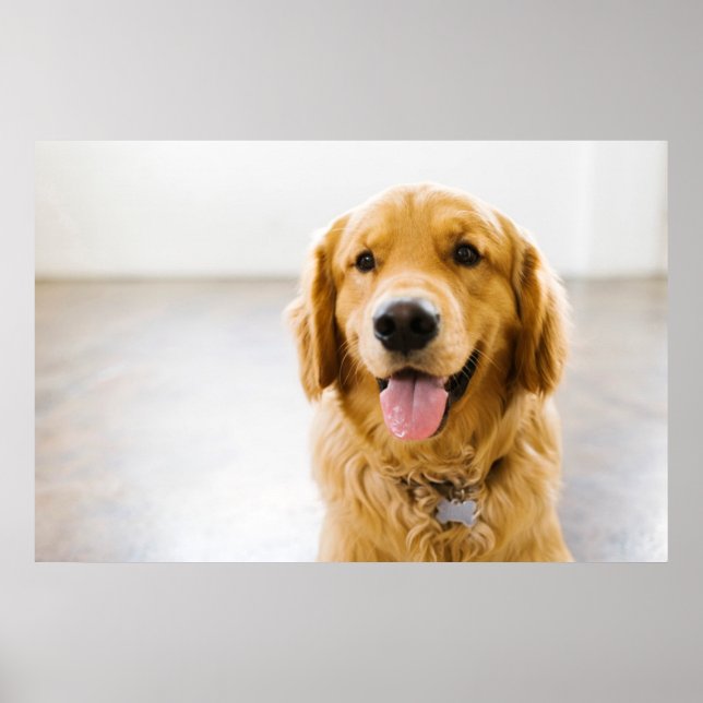 Golden Retriever Smiling Poster (Framsidan)