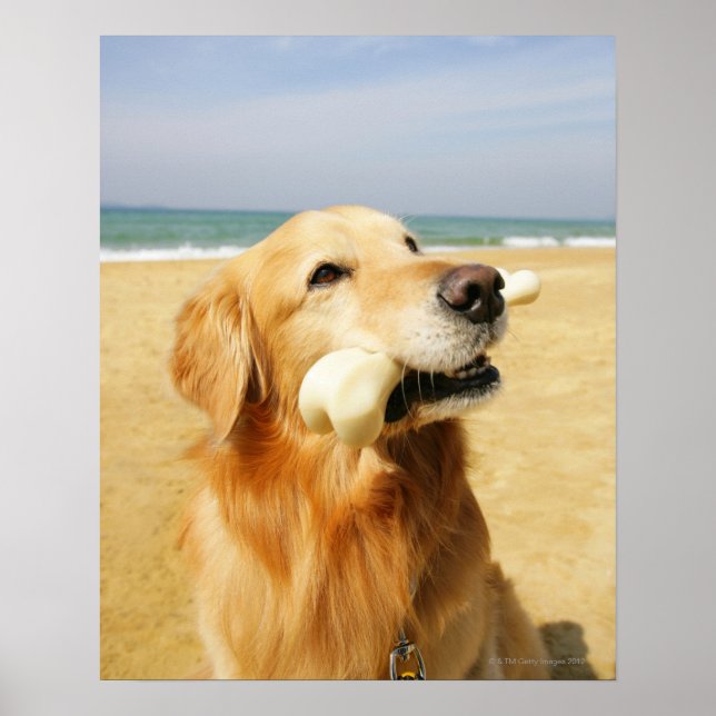 Golden Retriever som äter ben Poster (Framsidan)