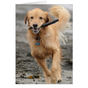 Golden Retriever som springer med pinne i munnen Hälsningskort