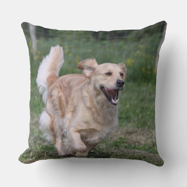 Golden Retriever Springar 1 Kudde (Framsida)