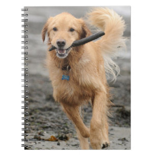 Golden Retriever springer med pinne i munnen Anteckningsbok Med Spiral