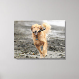 Golden Retriever springer med pinne i munnen Canvastryck