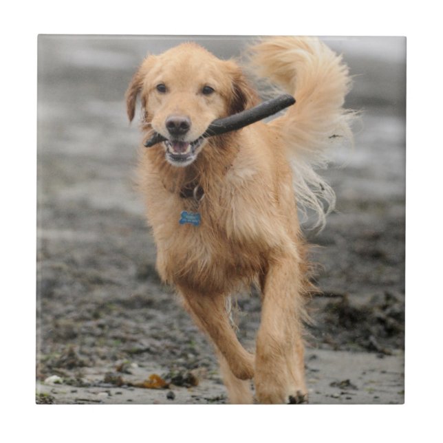 Golden Retriever springer med pinne i munnen Kakelplatta (Framsidan)