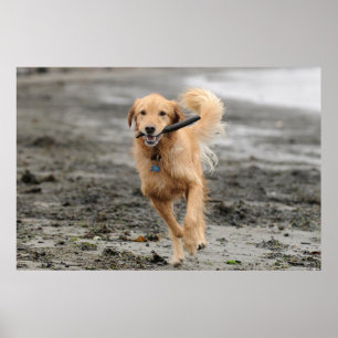 Golden Retriever springer med pinne i munnen Poster