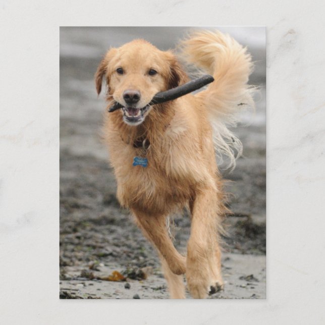 Golden Retriever springer med pinne i munnen Vykort (Framsida)