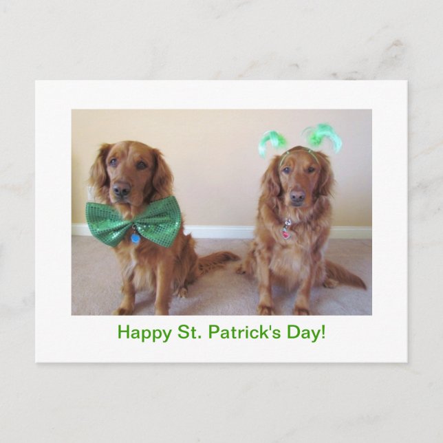 Golden Retriever St. Patrick's Day Postcard Vykort (Framsida)