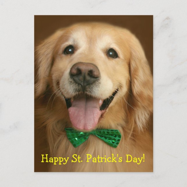 Golden Retriever St. Patrick's Day Vykort (Framsida)