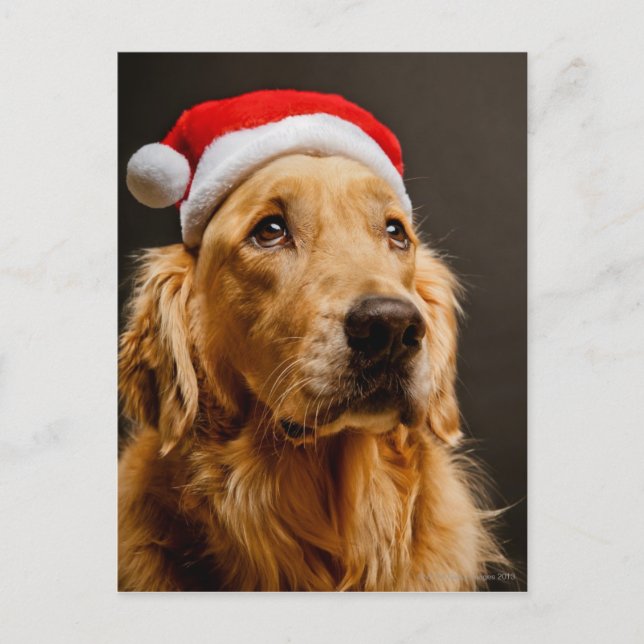 Golden Retriever ställer upp för sin jul Helg Vykort (Framsida)