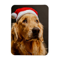 Golden Retriever ställer upp för sin jul