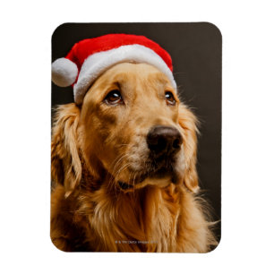 Golden Retriever ställer upp för sin jul Magnet