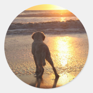 Golden Retriever Stickers Runt Klistermärke