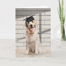 Golden Retriever Student på Brick