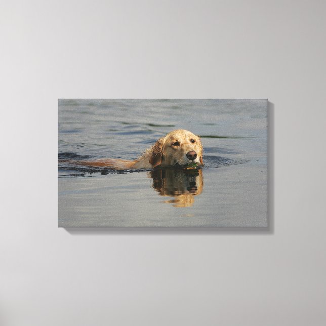 Golden Retriever Swimming Canvastryck (Framsida)
