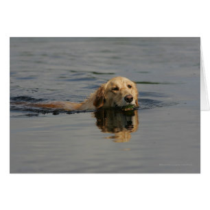 Golden Retriever Swimming Hälsningskort