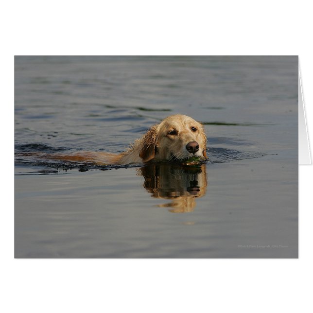 Golden Retriever Swimming Hälsningskort (Framsidan Horizontal)