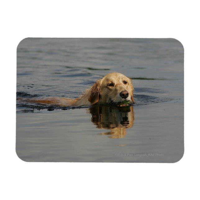 Golden Retriever Swimming Magnet (Horisontell)
