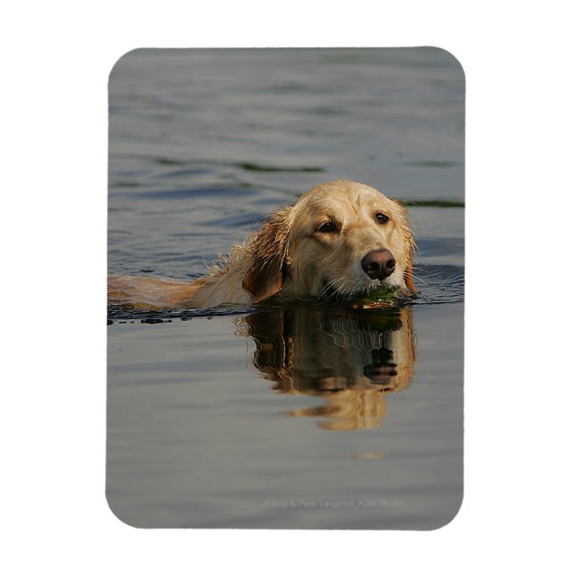 Golden Retriever Swimming Magnet (Vertikal)