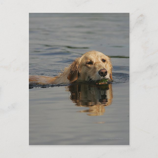 Golden Retriever Swimming Vykort (Framsida)