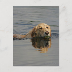 Golden Retriever Swimming Vykort