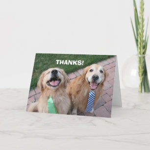 Golden Retriever Tack Kort