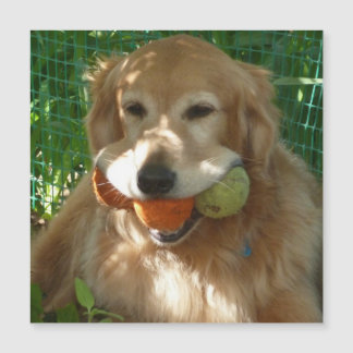 Golden Retriever & Tennisbollar Magnetkort