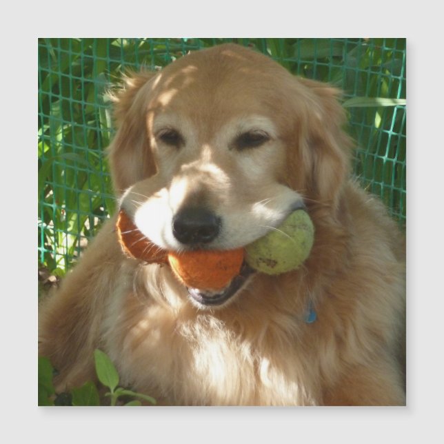 Golden Retriever & Tennisbollar Magnetkort (Framsida)