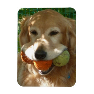 Golden Retriever & Tennisbollar Pussel Magnet