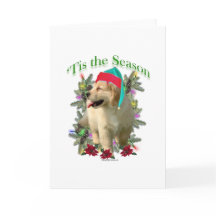 Golden Retriever "Tis