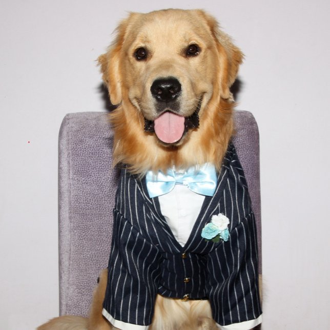 Golden Retriever väl lämpad för Far-dagen Helgkort (Skapare uppladdad)
