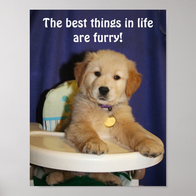 Golden Retriever Valp Best Sak in Life är Hårig Poster (Framsidan)