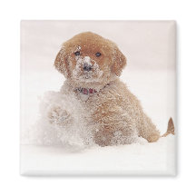 Golden Retriever-valp i snö