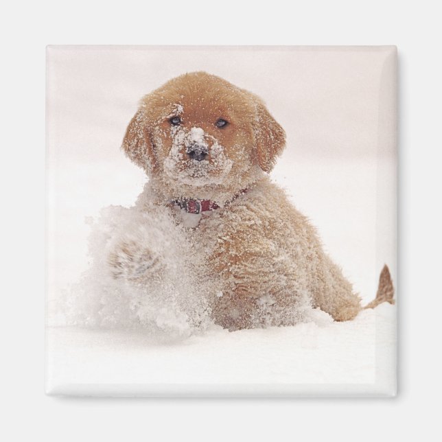 Golden Retriever-valp i snö Magnet (Framsidan)
