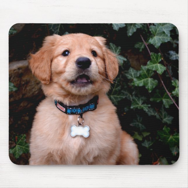 Golden Retriever-valp Musmatta (Framsidan)