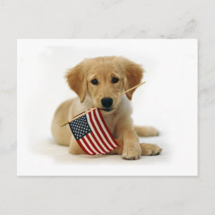 Golden Retriever-valp och flagga Vykort
