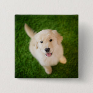 Golden Retriever-valp på gräs Knapp