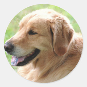 Golden Retriever Valp Stickers Runt Klistermärke