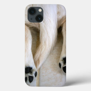 Golden Retriever Valp Tår